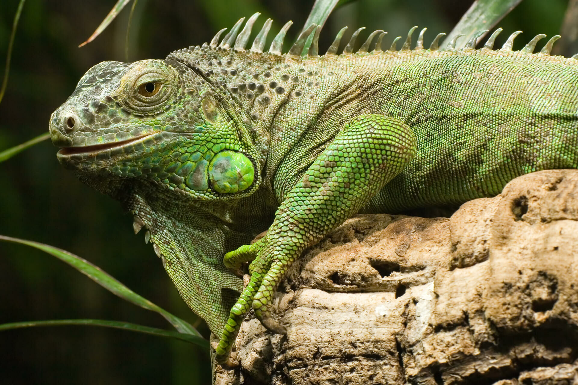 Imagem do Iguana